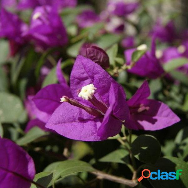 Egrow 100Pcs Jardim Bougainvillea Glabra Choisy Sementes