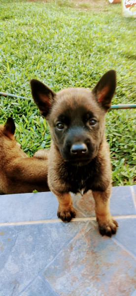 Filhotes de Pastor Belga de Malinois 3 machos e 3 fêmeas