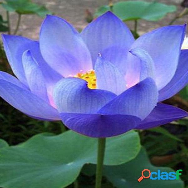 10 unidades flor sementes lótus azul sementes plantas