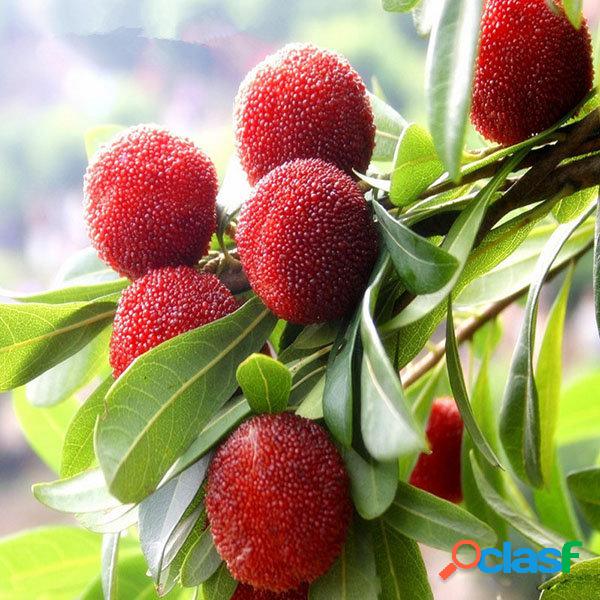 Egrow 10 Unidades / pacote Sementes de Arbutus Delicioso