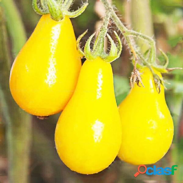 50 unidades / pacote tomate amarelo sementes Raro tomate