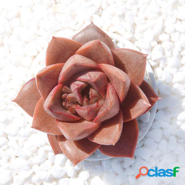Egrow 100 Unidades / pacote Echeveria Purpusorum Sementes