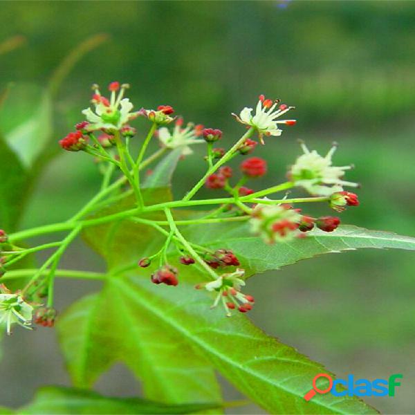 Egrow 40 Unidades / pacote Pentaphyll Maple Tree sementes