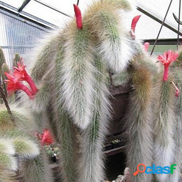 20 Pcs / Bolsa Suculenta Planta sementes Sementes Limitadas