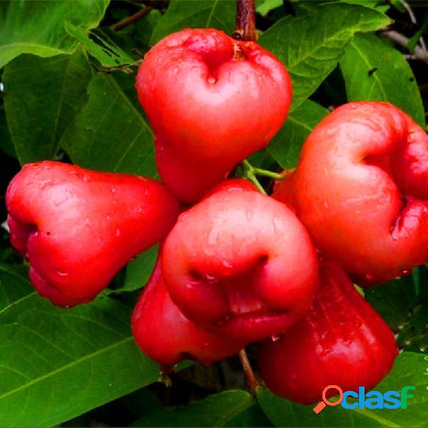 Egrow 100 PCS / Pack Sementes de Ar Jambu Rose Wax Apple