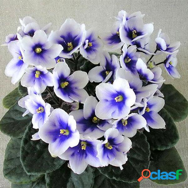 Egrow 100 Pçs / saco Sementes Violeta Colorido Mini