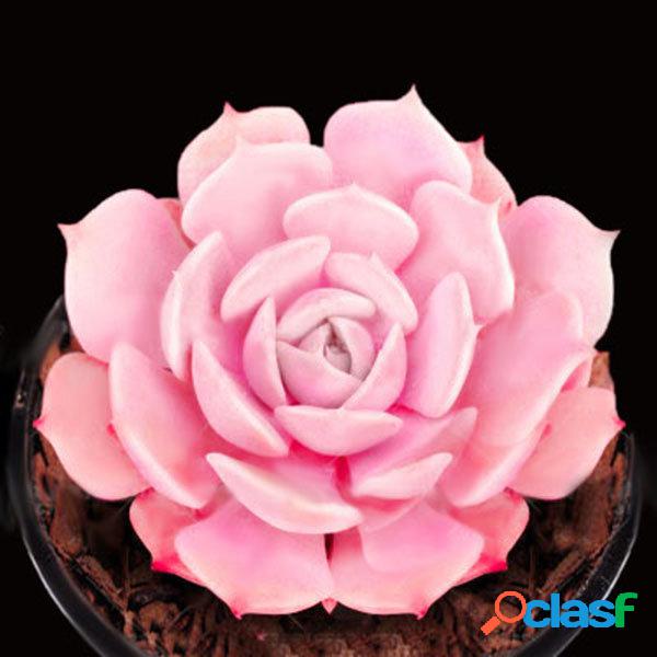 Egrow 100 Unidades / pacote Rosa Suclents sementes DIY