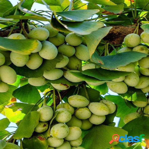 Egrow 5 Unidades / pacote Ginkgo Biloba Sementes Raras