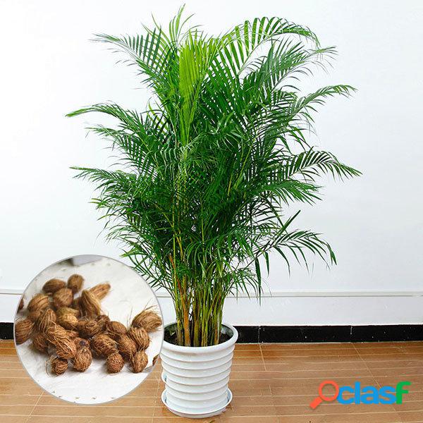 Egrow 5 Unidades / pacote de Sementes De Bambu Em Vasos de