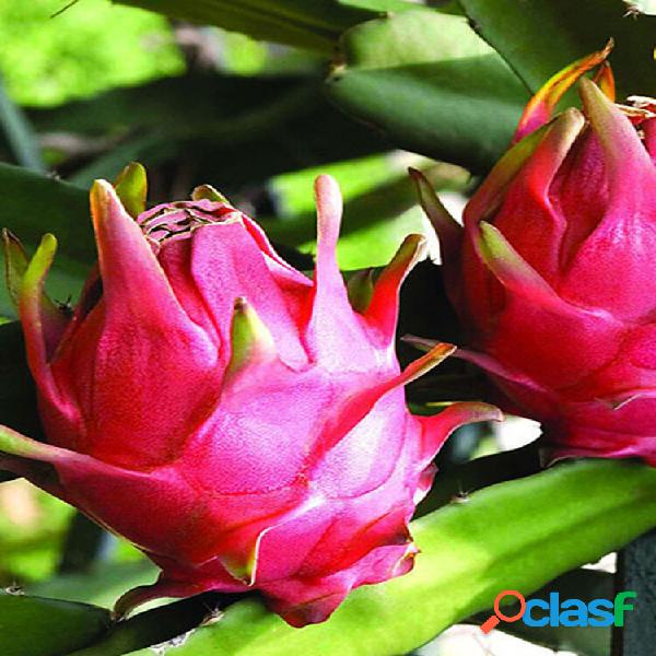Egrow 50 Unidades / Pitaya Sementes Vermelho Branco Dragon