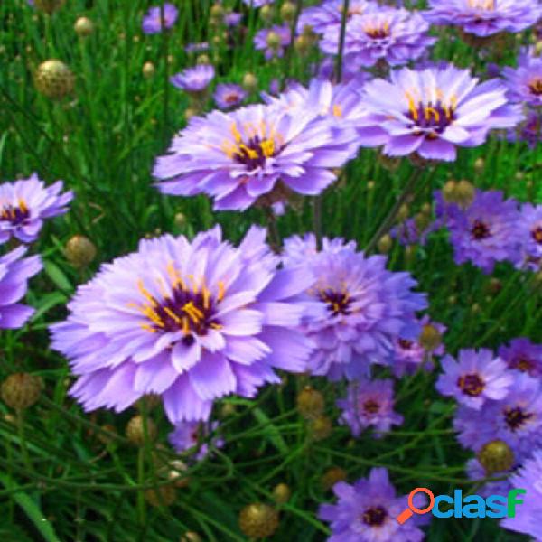 Egrow 50 Unidades / pacote Caerulea sementes Cupidos Amor