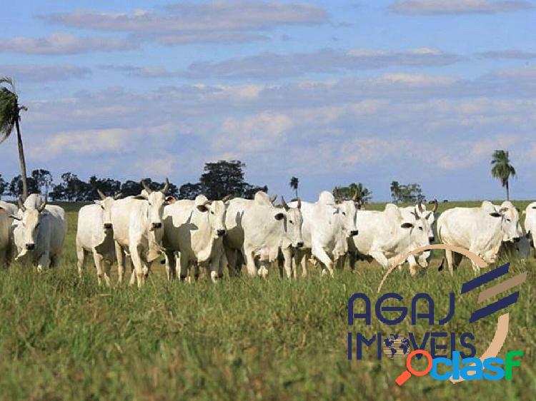 FAZENDA EM SÃO MIGUEL DO ARAGUAIA-GO | 300 ALQ