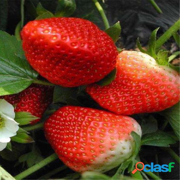 100pcs sementes de morango vermelho rara relíquia gigante