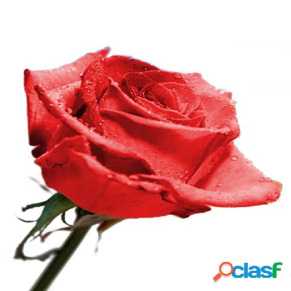 200pcs do arco-íris Rosa Sementes rara sementes de flores