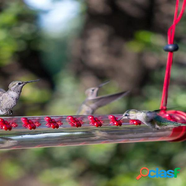 Alimentador de beija-flor com orifício de pássaros