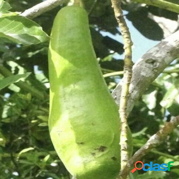 Egrow 10 Unidades / pacote Abacate sementes Enxertadas