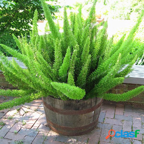 Egrow 100 Pcs / Bolsa Raro Foxtail sementes Ornamental