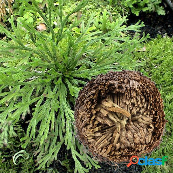 Plantas de Ressurreição Planta de Rosa Jericho Hidrófila