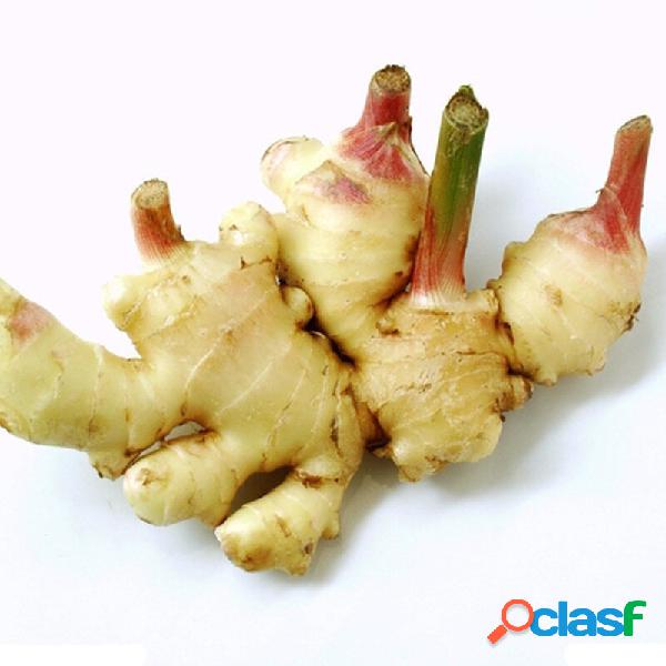 100Pcs Gengibre Sementes Varanda Vegetais Potted Bonsai