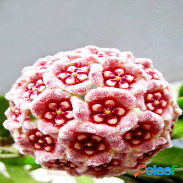 20Pcs Hoya Seeds Potted Seed Hoya Carnosa Flower Seed Garden