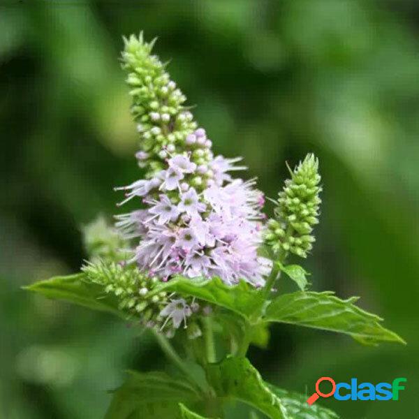30pcs Mentha Spicata Spearmint Seeds Perennial Flower