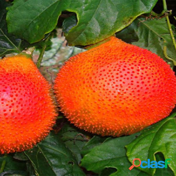 Egrow 10 Pcs Melão Amargo sementes Bonsai Momordica Frutas