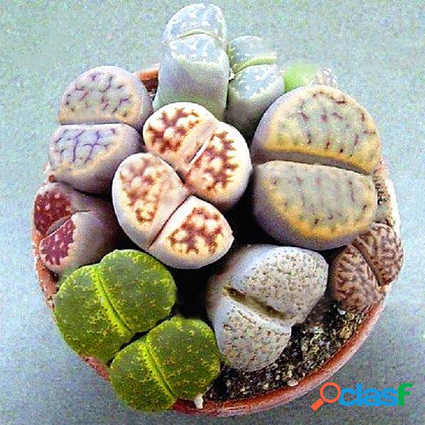 Egrow 100 pcs Rainbow Color Rare Potted Stone Sementes