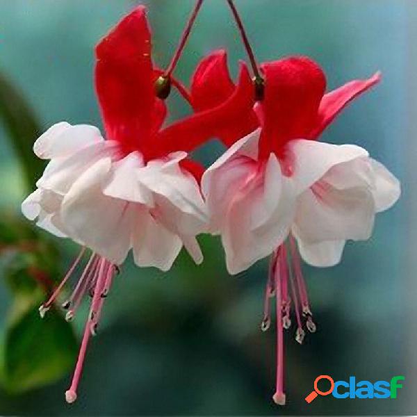 Egrow 10Pcs Fuchsia Lanterns Flower Seeds Jardim Varanda