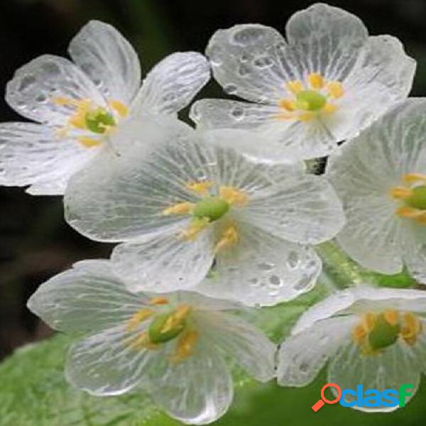 10 unidades de flor de lótus japonesa sementes flor de