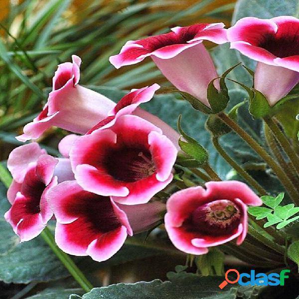 100 Pcs / Bolsa Gloxinia sementes Bonsai Perene Varanda