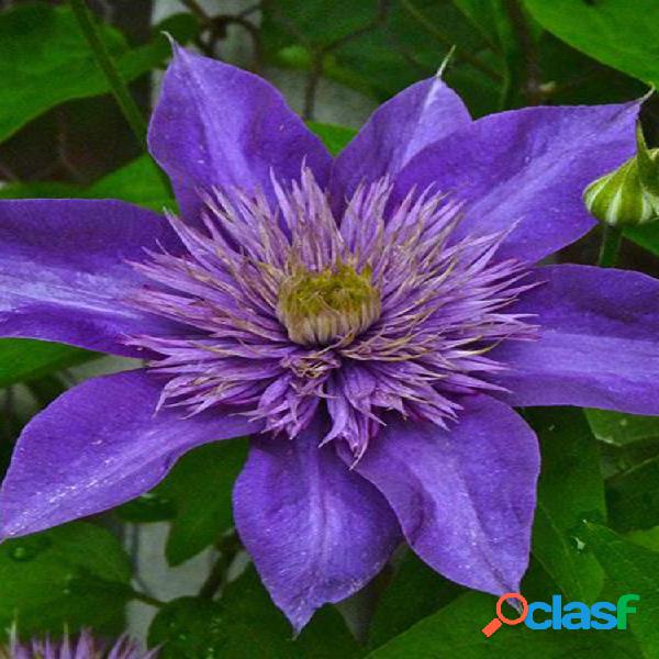 100 unidades Clematis sementes vasos de plantas ornamentais