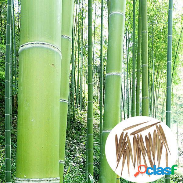 100pcs Jardim Evergreen Arbor Moso Bambu Semente Pátio