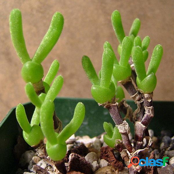 10pcs Monilaria Obconica Succulent Plantas Sementes Jardim