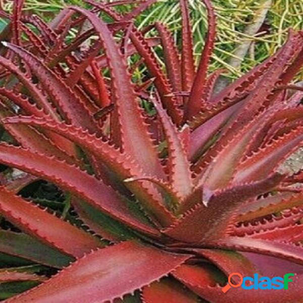 Egrow 10 Unidades / pacote Aloe Vermelho sementes Plantas