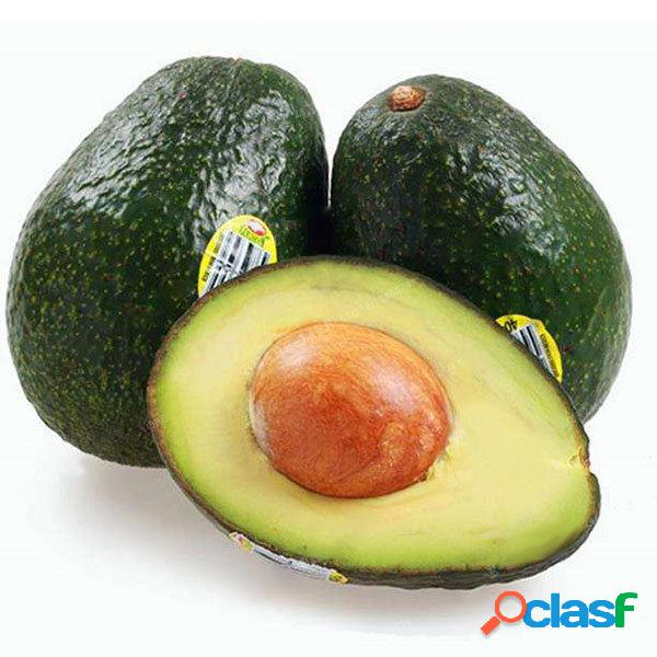 Egrow 10 Unidades / pçssaco Sementes De Abacate Americana