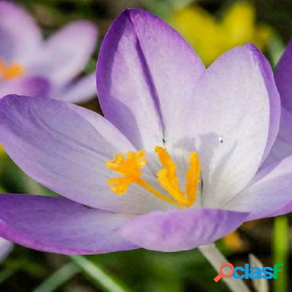 Egrow 100 Unidades / pacote Açafrão Açafrão sementes