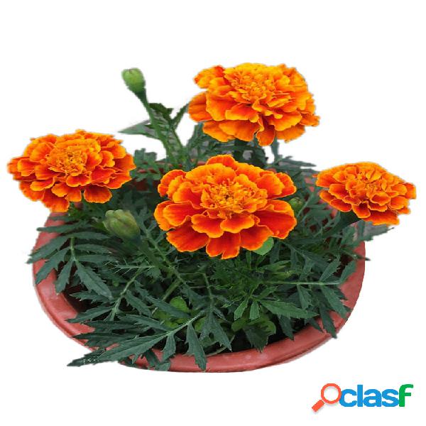 Egrow 100 Unidades / pacote Africano Marigold Flor Flores