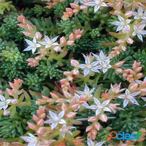 Egrow 100 Unidades / pacote Suculenta sementes Sedum