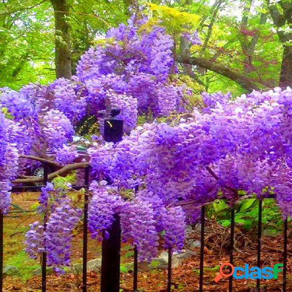 Egrow 10Pcs Wisteria sementes Roxo Wisteria Tree Raro