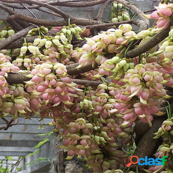 Egrow 16 Unidades / pacote Mucuna Birdwoodiana Árvore