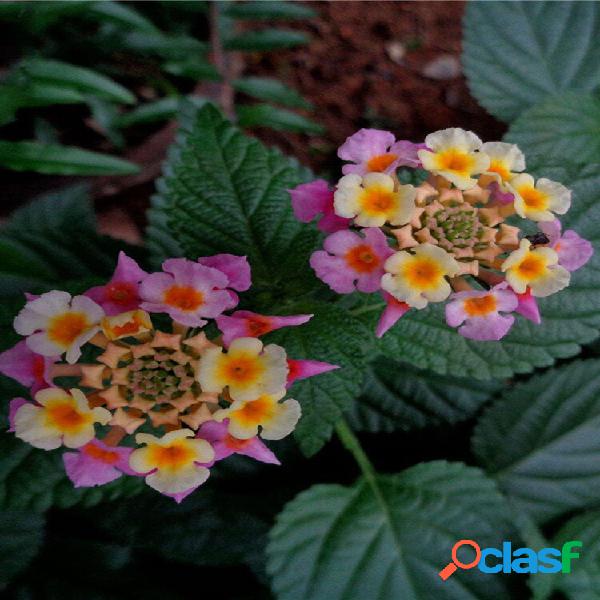 Egrow 30 Unidades / pacote Lantana sementes Lantana Camara