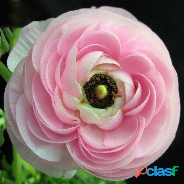 Egrow 50 Unidades / pacote Ranunculus Asiaticus Sementes