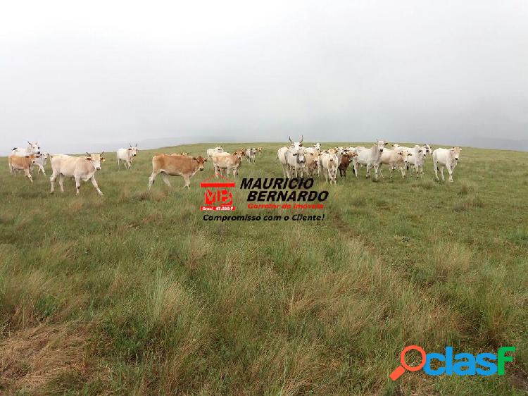 Fazenda a venda em São Roque de Minas, MG