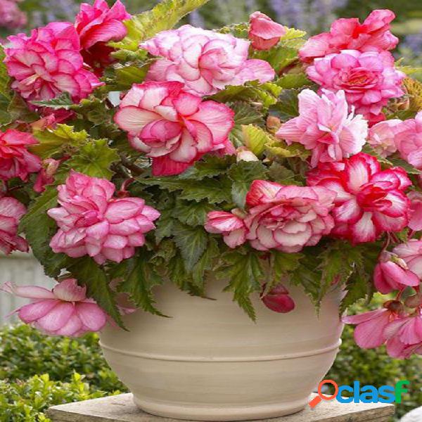 100 Pcs Rosa Begônia Flor sementes Jardim Mágico Bonsai