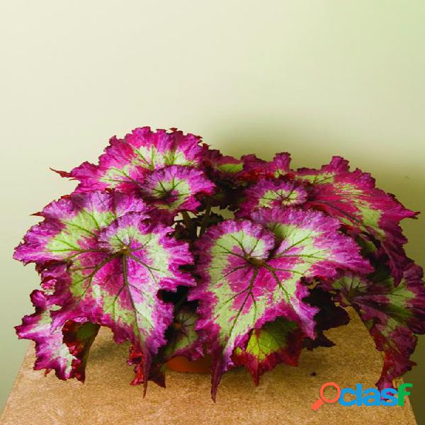 100 Pcs Rosa Verde Coleus Flor sementes Jardim Mágico