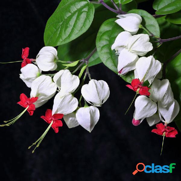 Egore 20Pcs Clerodendrum thomsonae Balf Sementes Raro Flor