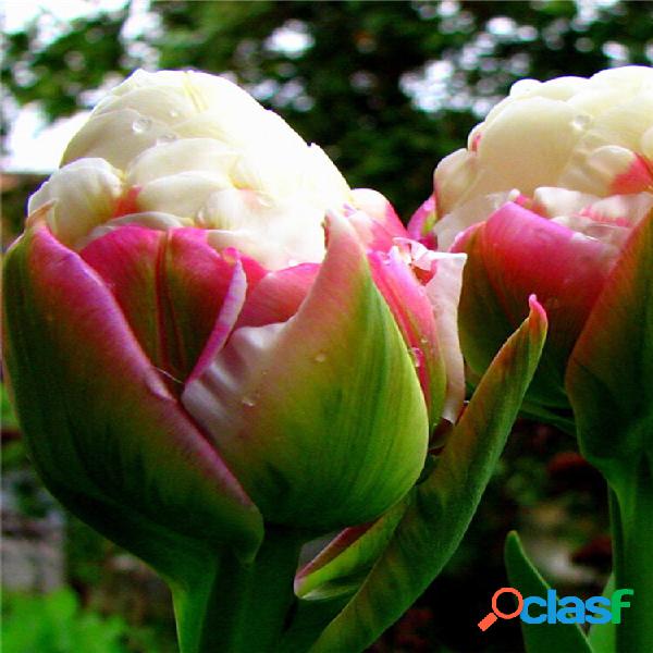 Egrow 100 Pçs / saco Icecream Tulipas Sementes Raros