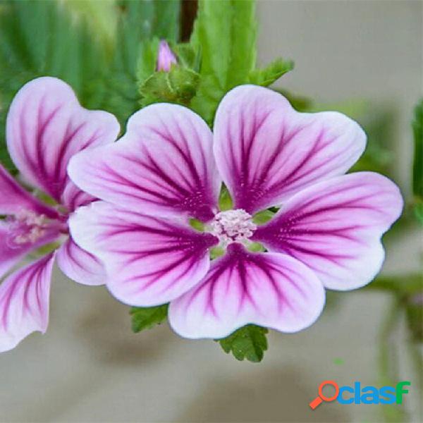 Egrow 100 Unidades / pacote Mallow sementes Mallow Bonsais