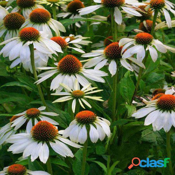 Egrow 100 unidades / pacote echinacea purpurea sementes