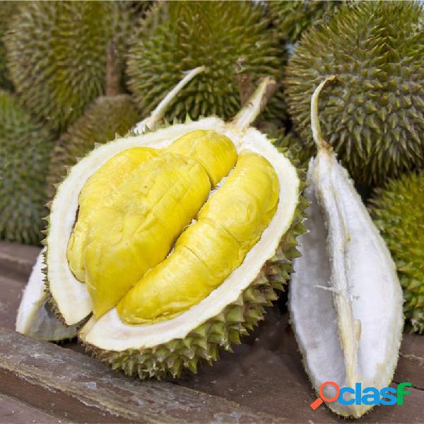 Egrow 5 Pçs / saco Sementes Da Árvore Durian Delicioso Rei